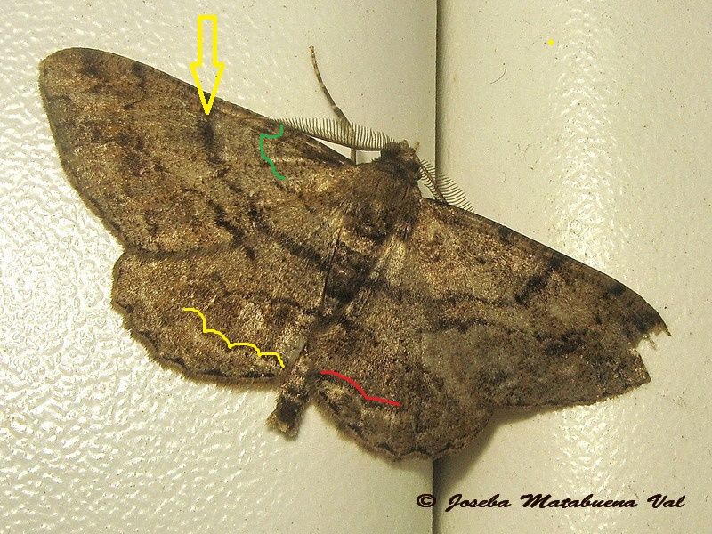 Hypomecis roboraria - No, Peribatodes rhomboidaria, Geometridae
